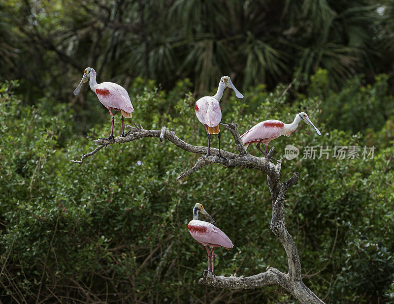 玫瑰色琵鹭，Platalea ajaja, Ajaia ajaja, Audubon Alafia银行鸟类保护区;鸟岛;希尔斯堡惨案湾;坦帕湾;佛罗里达。栖息。